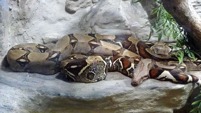 Ular boa