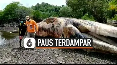 Seekor paus biru sepanjang 12 meter ditemukan mati terdampar di pulau Yapen, Papua. Petugas menemukan paus tersebut dengan banyak luka di bagian tubuhnya.