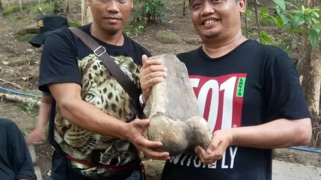 Saat Warga Indramayu Temukan Fosil Gajah Purba