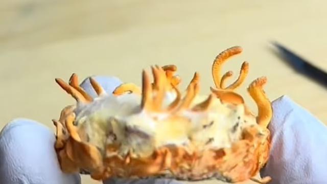 Manfaat Kesehatan Cordyceps