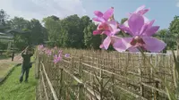 Seorang pengunjung sedang mengamati bunga anggrek tanah jenis Vanda Douglas di Taman Anggrek Sri Soedewi, Kota Jambi, Kamis (11/7/2019). Di taman anggrek tersebut memiliki koleksi berbagai jenis anggrek dari hutan tropis di Sumatera. (Liputan6.com/ Gresi)