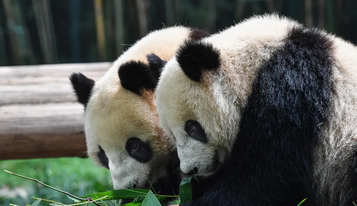 Dua panda raksasa bernama Tingzai dan Longzai menyantap makanan di Taman Safari Chimelong, Guangzhou, Provinsi Guangdong, China, Kamis (30/4/2020). Taman Safari Chimelong kembali dibuka untuk pengunjung dengan menerapkan langkah-langkah ketat pencegahan pandemi COVID-19. (Xinhua/Liu Dawei)