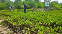 Bibit mangrove yang dipersiapkan menjaga pantai di Provinsi Riau. (Liputan6.com/M Syukur)