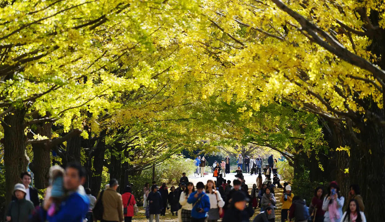 <p>Para pengunjung berjalan di bawah pohon ginkgo selama musim gugur di Showa Memorial Park, Tokyo, Jepang (15/11). Pohon Ginkgo yang berasal dari Tiongkok ini dikenal sebagai pohon rambut gadis. (AP Photo / Eugene Hoshiko)</p>