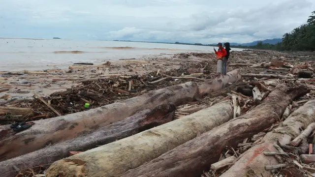 Gelondongan kayu yang hanyut ke laut terbawa banjir bandang dari sungai-sungai di Kota Padang. (Liputan6.com/Novia Harlina)