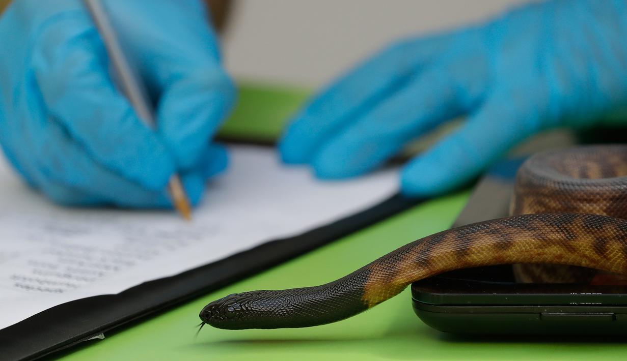 Seekor ular sanca berkepala hitam ditimbang dan dicatat selama penimbangan tahunan Kebun Binatang London, Kamis (22/8/2019). Sekitar 650 spesies yang berbeda ditimbang satu persatu sebagai cara utama untuk memantau kesejahteraan penghuni kebun binatang secara keseluruhan. (AP/Kirsty Wigglesworth)