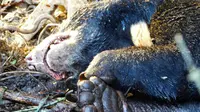 Beruang madu mati di Riau karena dijerat pihak tak bertanggungjawab. (Liputan6.com/M Syukur)