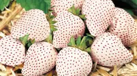 Buah Strawberry yang berwarna putih ini merupakan hasil perkawinan silang antara strawberry fragaria dan nanas ananassa. (Foto: Strawberryplants.org)