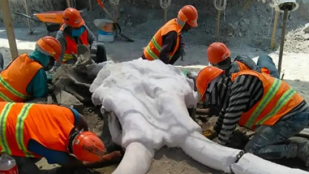 Temuan fosil mamut raksasa oleh sekelompik tim arkeolog di lokasi proyek bandara baru Meksiko.