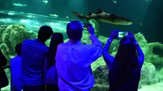 Pengunjung mengambil gambar ikan hiu di Michin Akuarium, Guadalajara, Meksiko, Sabtu (18/3). Dikabarkan, Michin menjadi akuarium terbesar yang berada di Meksiko. (AFP PHOTO / Hector GUERRERO)