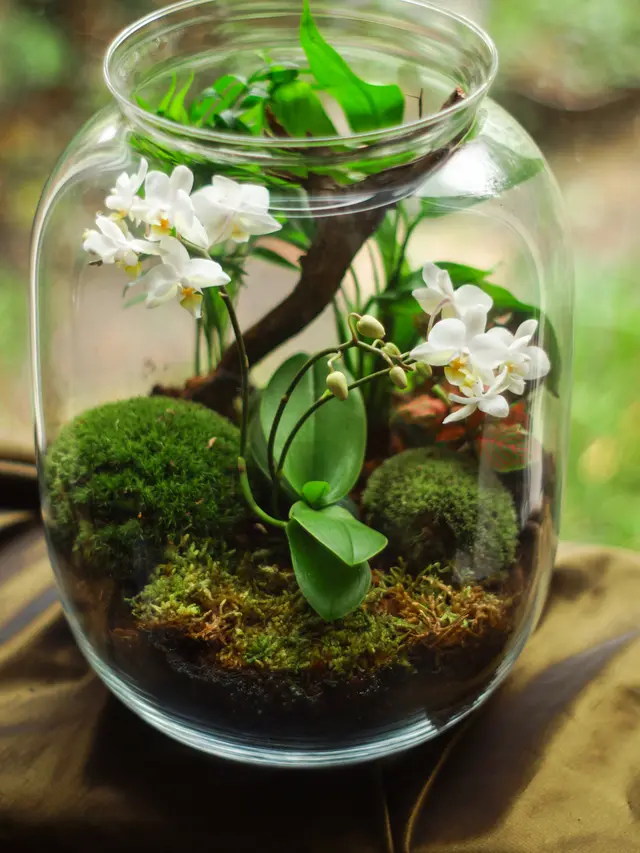 Tanaman Kelebihan Air