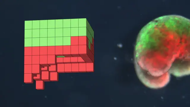 Xenobot.