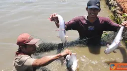 Citizen6, Banjar: Kabupaten Banjar merupakan salah satu kawasan minapolitan berbasiskan perikanan budidaya, dengan komoditas unggulannya ikan patin dan komoditas pendukung ikan nila serta ikan mas. (Pengirim: Efrimal Bahri) 
