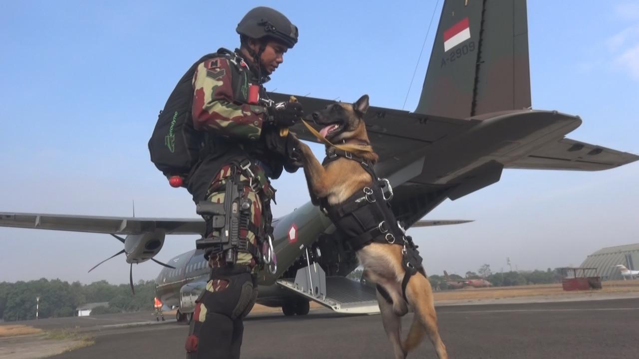 Anjing yang dibawa dalam penerjunan adalah anjing penyerang, ketinggian terjun mencapai 8 ribu kaki. (dok. Kopassus)