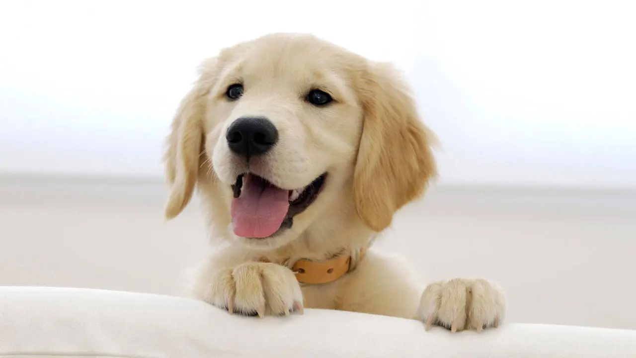 Anjing Golden Retriever dalam Berbagai Pose yang Bikin Kamu Gemas