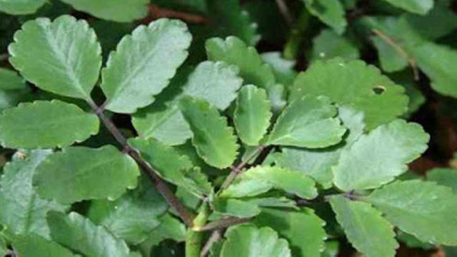 Manjurnya Khasiat Daun Cocor Bebek Obati Ambeien