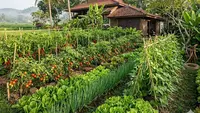 7 Kombinasi Tanaman Tumpang Sari untuk Hasil Maksimal, Tahan Serangan Hama