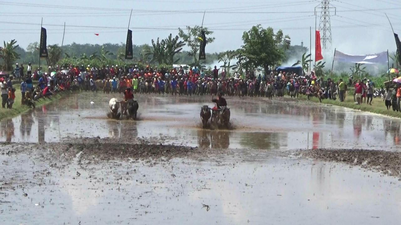 Meski peraturan dan aksesori tidak berbeda jauh dengan karapan sapi Madura, tetap ada perbedaan dengan karapan sapi Brujul. (Liputan6.com/Dian Kurniawan)