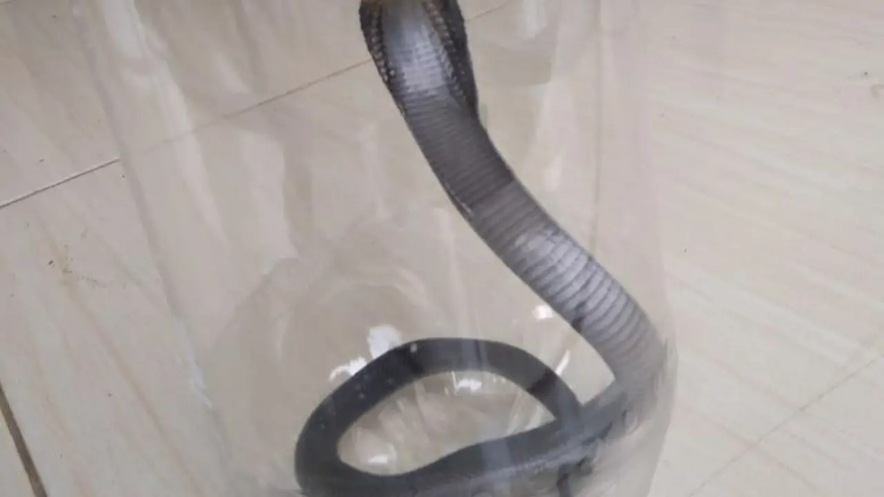 Fenomena kemunculan ular terutama jenis kobra di pemukiman warga belakangan ini membuat warga resah.