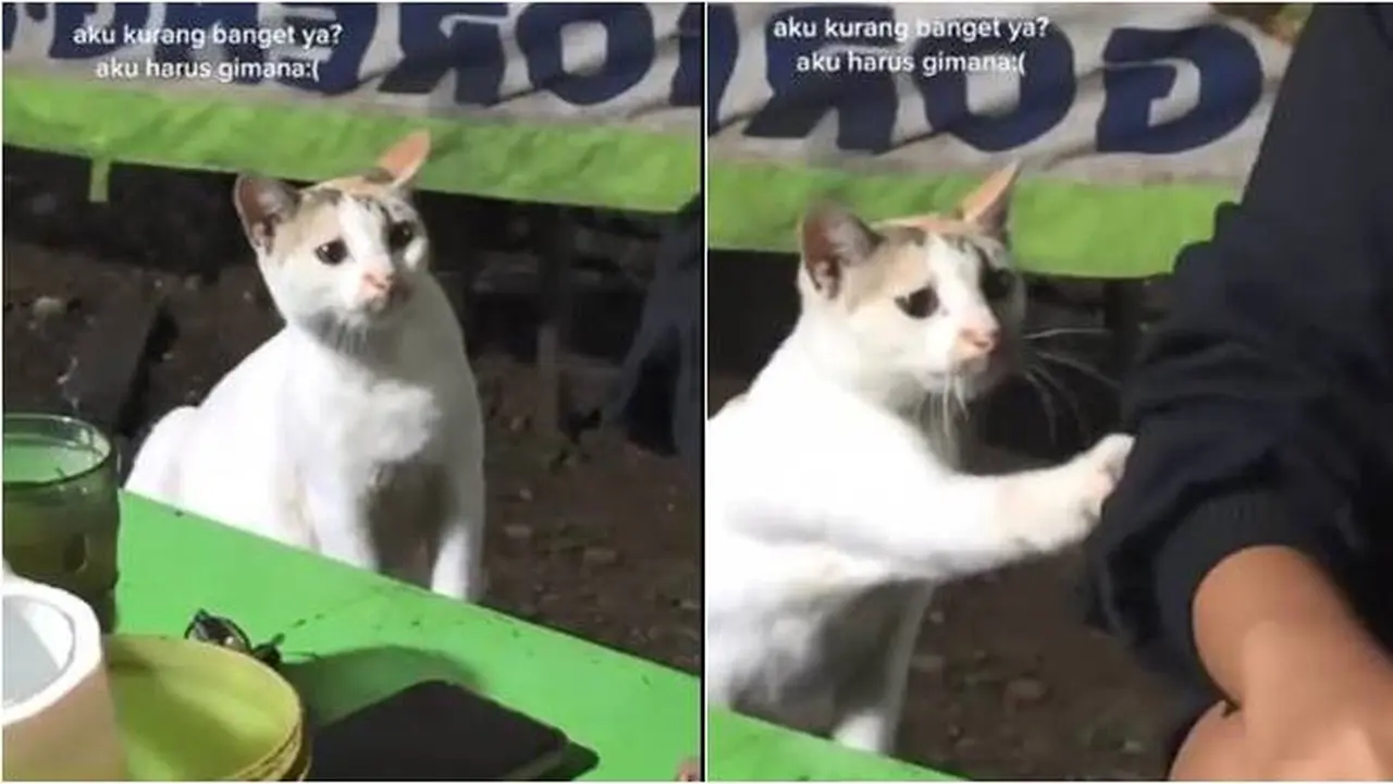 Sudah Beri Kode, Aksi Kucing Minta Makan Di Warung Pecel Lele Ini Bikin Gemas