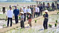 Presiden Joko Widodo saat meninjau penanaman padi di Kecamatan Kesesi, Kabupaten Pekalongan, Jawa Tengah. (Istimewa)