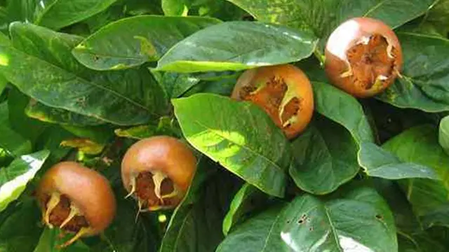 Foto: Copyright ListVerse.com