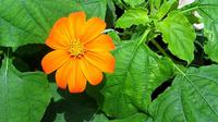 Daun Insulin atau Mexican Sunflower (Sumber: Pixabay)