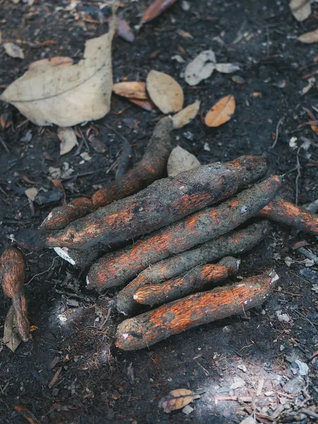 Maudy Ayunda panen singkong (Instagram/maudyayunda)