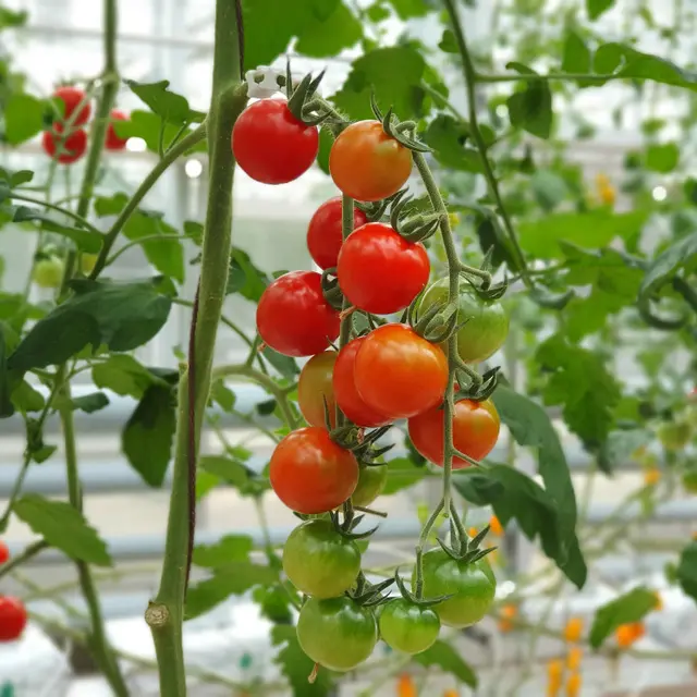 Ilustrasi tanaman tomat