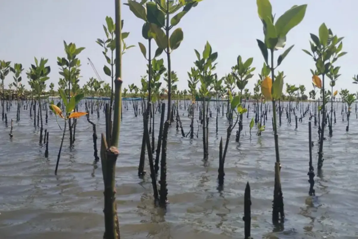 Ilustrasi penanaman hutan mangrove.