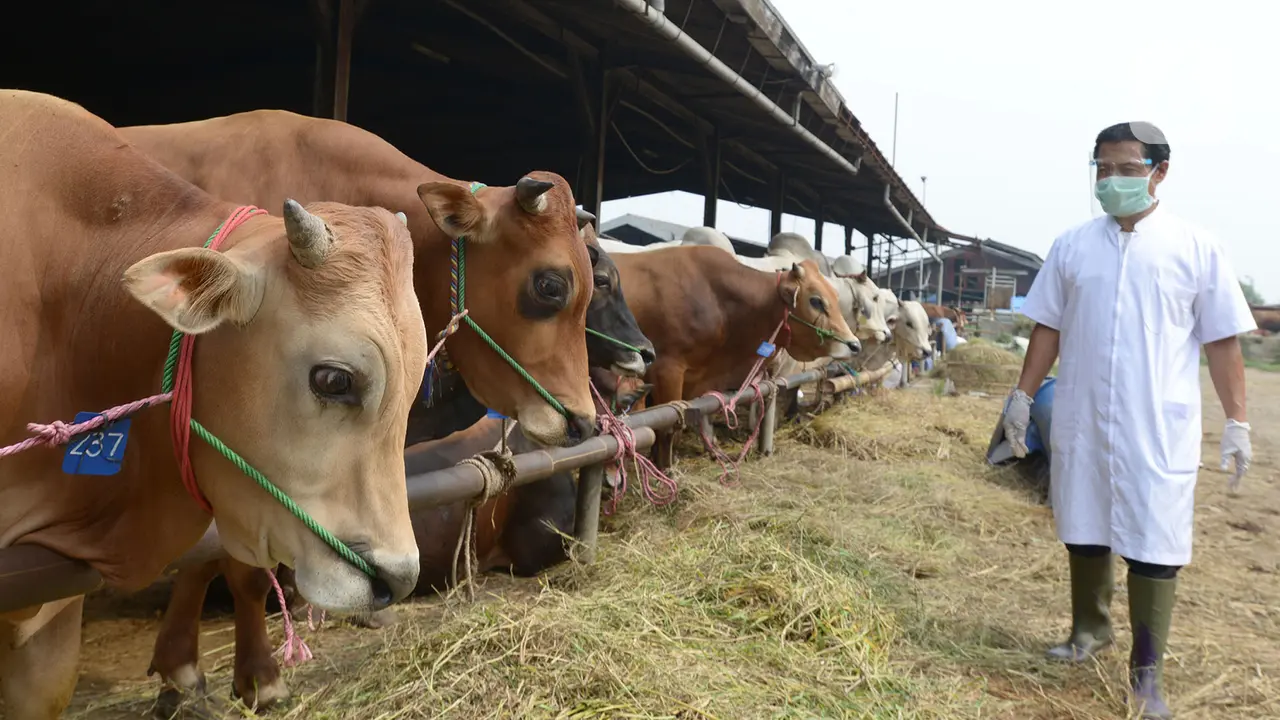Pemeriksaan Kesehatan Hewan Kurban di Tengah Pandemi