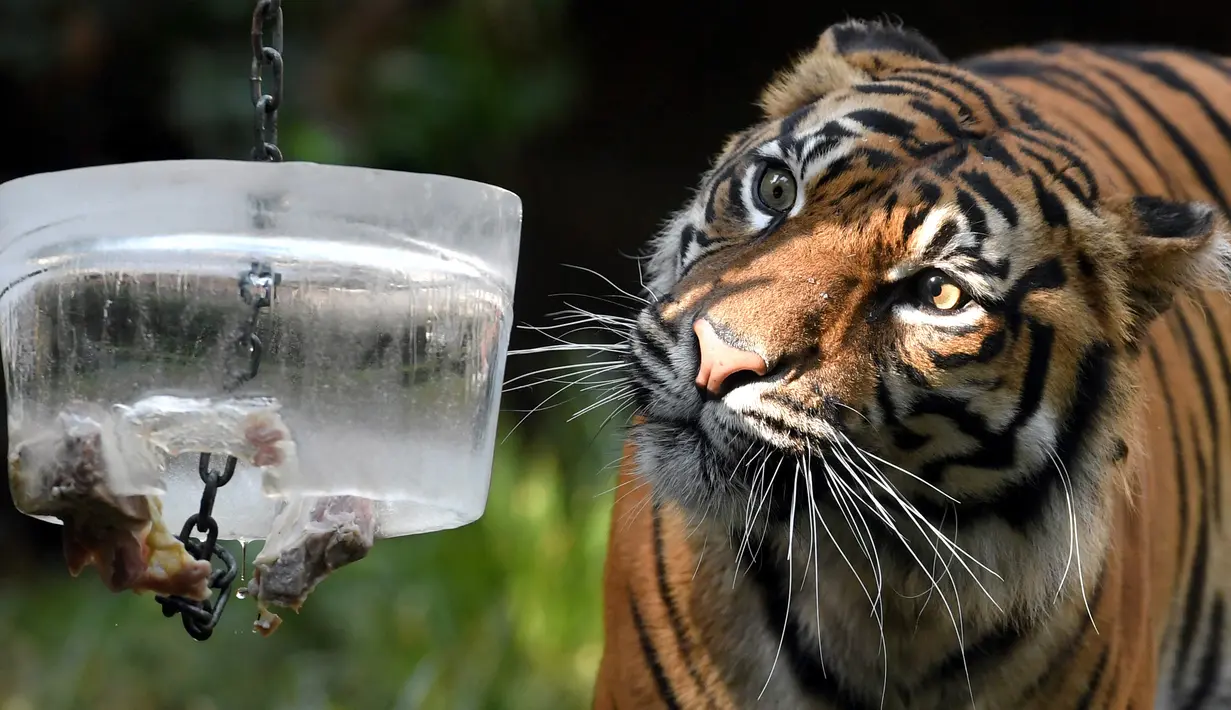 Seekor harimau mengamati balok es berisi sepotong daging di kebun binatang Roma atau disebut Bioparco di Roma, Italia, 13 Juli 2016. Akibat udara panas, pihak pengelola kebun binatang berinisiatif untuk memberi es krim pada para hewan. (Tiziana FABI/AFP)