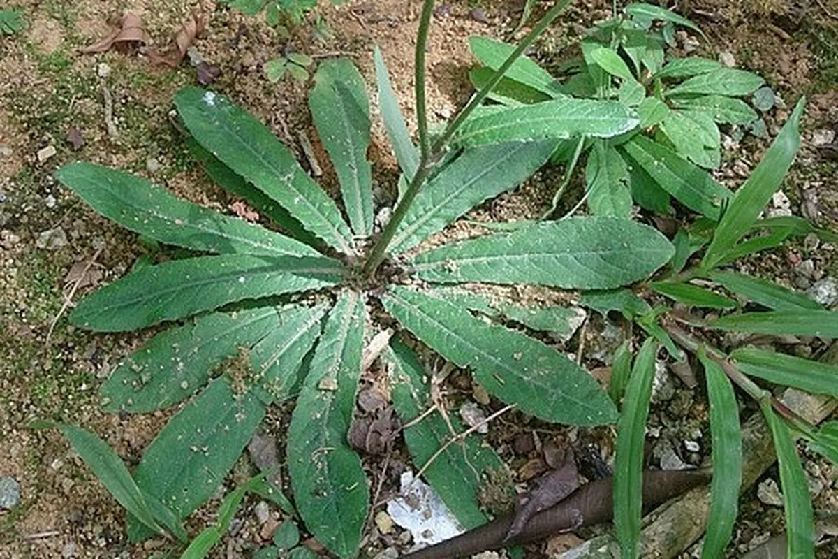 perbedaan daun tempuyung dan tapak liman