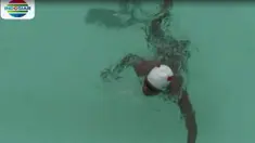 Berita video target tim renang Indonesia meraih 4 medali emas di Asian Para Games 2018 (Fokus Indosiar).