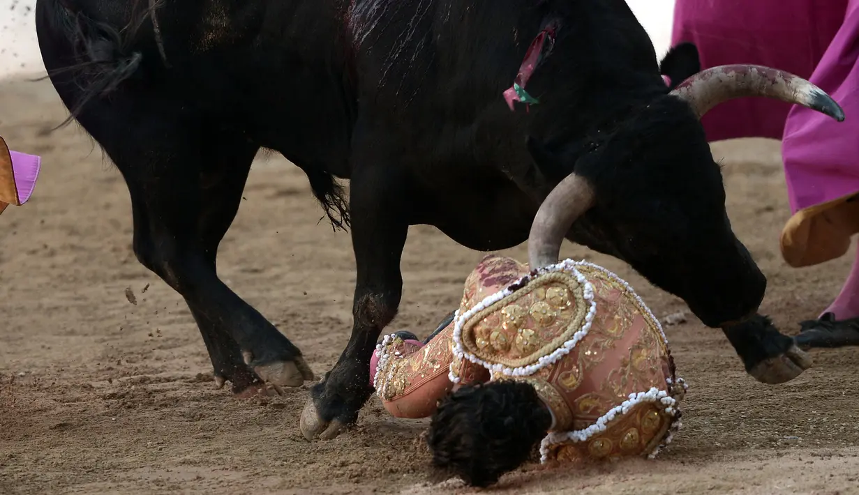 Seorang matador, Ivan Fandino tersungkur usai ditanduk oleh banteng lawannya saat tampil dalam sebuah arena di Prancis barat daya, Sabtu (17/6). Fandino tak kuasa menghindar dari tandukan banteng setelah tersandung kain jubahnya sendiri. (IROZ GAIZKA/AFP)