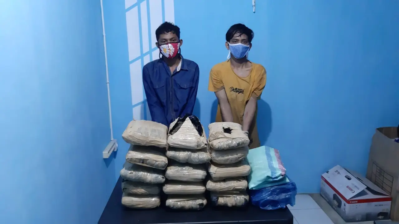 Pengedar narkotika jenis ganja diamankan Polres Pasaman. (Liputan6.com/ Dok Polres Pasaman)