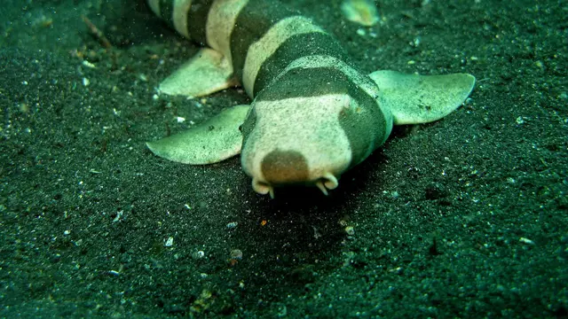 hiu
