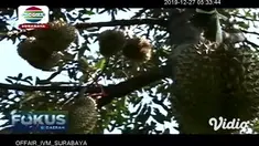 Kebun yang berlokasi tak jauh dari pusat kota di Jember, Jawa Timur, menawarkan sensasi wisata spesial untuk mengisi libur akhir tahun Anda. Tak hanya menikmati udara segar, pengunjung juga bisa merasakan sensasi memetik durian langsung dari pohon da...