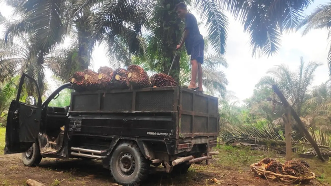 Aktivitas panen buah sawit di Provinsi Riau.