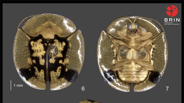 Spesies kumbang kura-kura yang ditemukan peneliti BRIN di Sulawesi