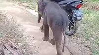 Kelakuan Bayi Gajah Tertinggal Kawanan di Kebun Sawit, Dekati Warga yang Melintas