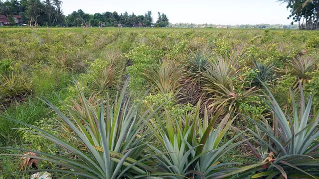 Agrowisata Nanas Bagong di Desa Murtigading, berada di Dusun Kurahan II