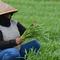 Petani memanen sayur kangkung yang ditanamnya di lahan garapan Banjir Kanal Timur, Cakung, Jakarta, Rabu (15/5/2019). Petani sering memanfaatkan lahan kosong dengan menanam beberapa jenis sayuran seperti kangkung yang dijual sekitar Rp 7.000 per 10 ikat. (merdeka.com/Imam Buhori)