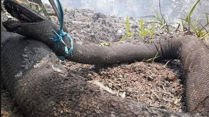 Ular piton raksasa terbakar akibat kebakaran hutan Kalimantan. (Facebook: Johan Michael Median Pasha)