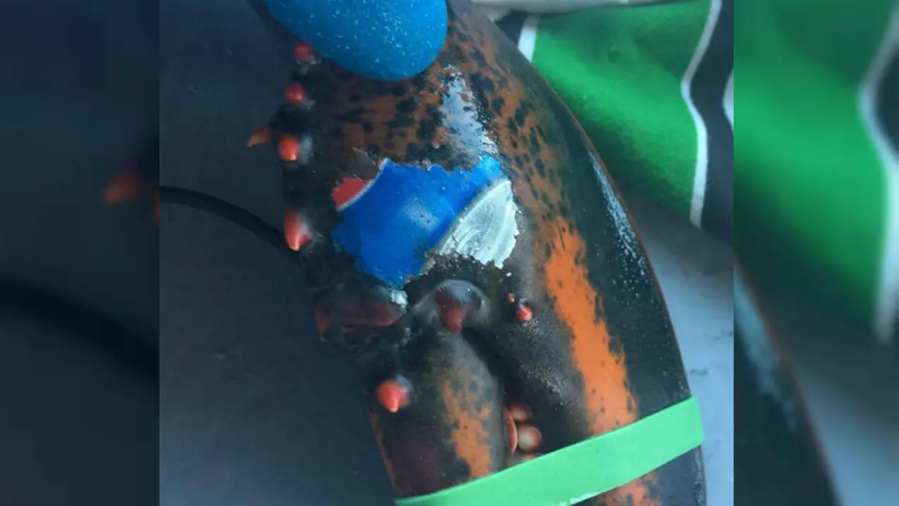 Lobster 'Bertato' Logo Pepsi, Pencemaran Laut Semakin Parah?