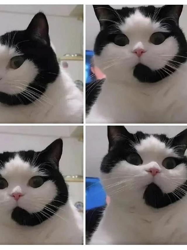 8 Motif Bulu Kucing Hitam Putih Ini Unik Banget, Bikin Senyum Sendiri