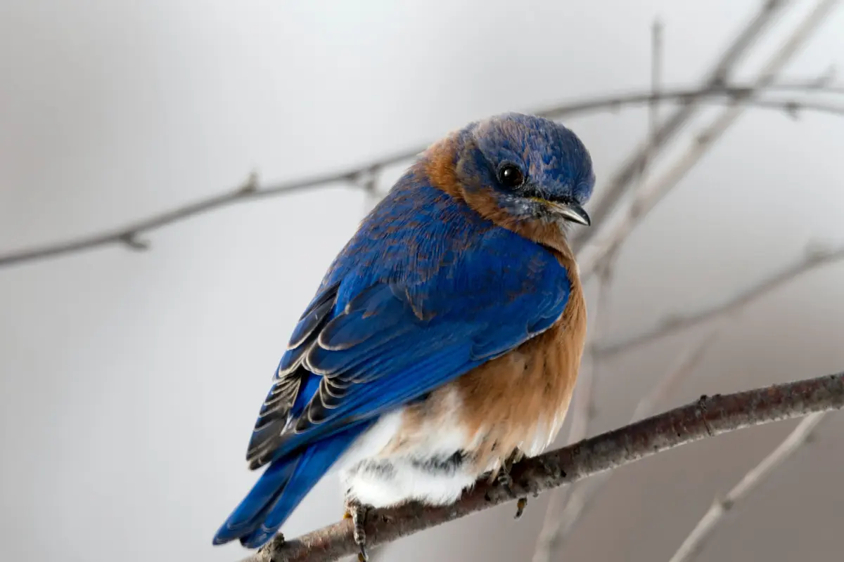 burung
