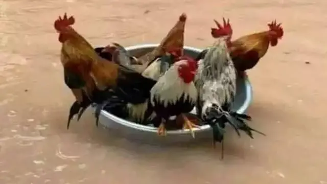 10 Potret Absurd Hewan saat di Tempat Umum Ini Bikin Heran