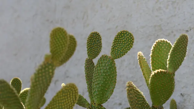 Kaktus Prickly Pear