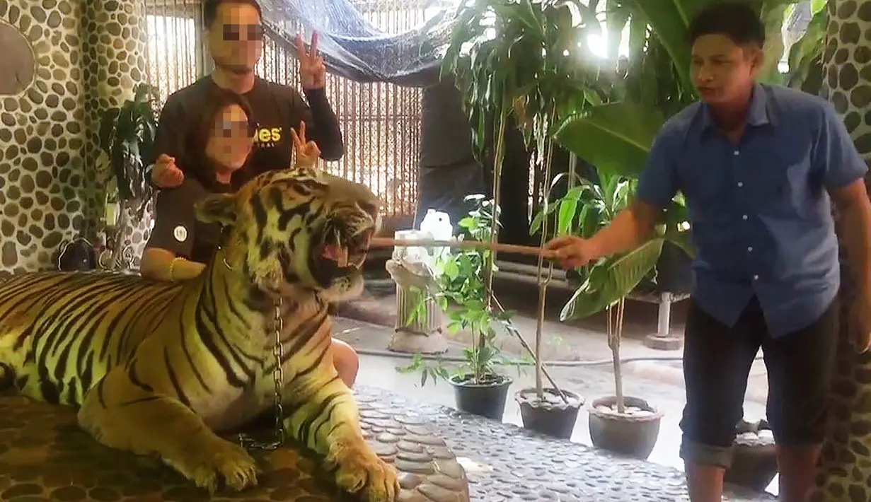 Pengunjung berpose dengan harimau yang wajahnya ditusuk dengan tongkat kayu di kebun binatang Pattaya, Thailand, Kamis (21/12). Aksi petugas kebun binatang itu menuai kritik dari jutaan netizen. (EDWIN WIEK/WILDLIFE FRIENDS FOUNDATION THAILAND/AFP)